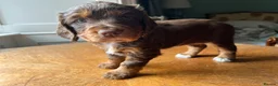 Cocker Spaniel dogs for sale: PEDIGREE WORKING COCKER SPANIEL PUPPIES FOR SALE - Advert 11