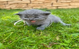 British Shorthair cats for sale: Blue British shorthair  - Image 16