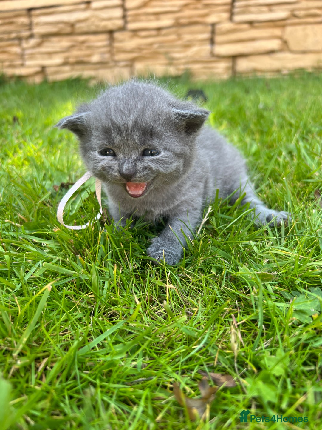 British Shorthair cats for sale: Blue British shorthair  - Image 16