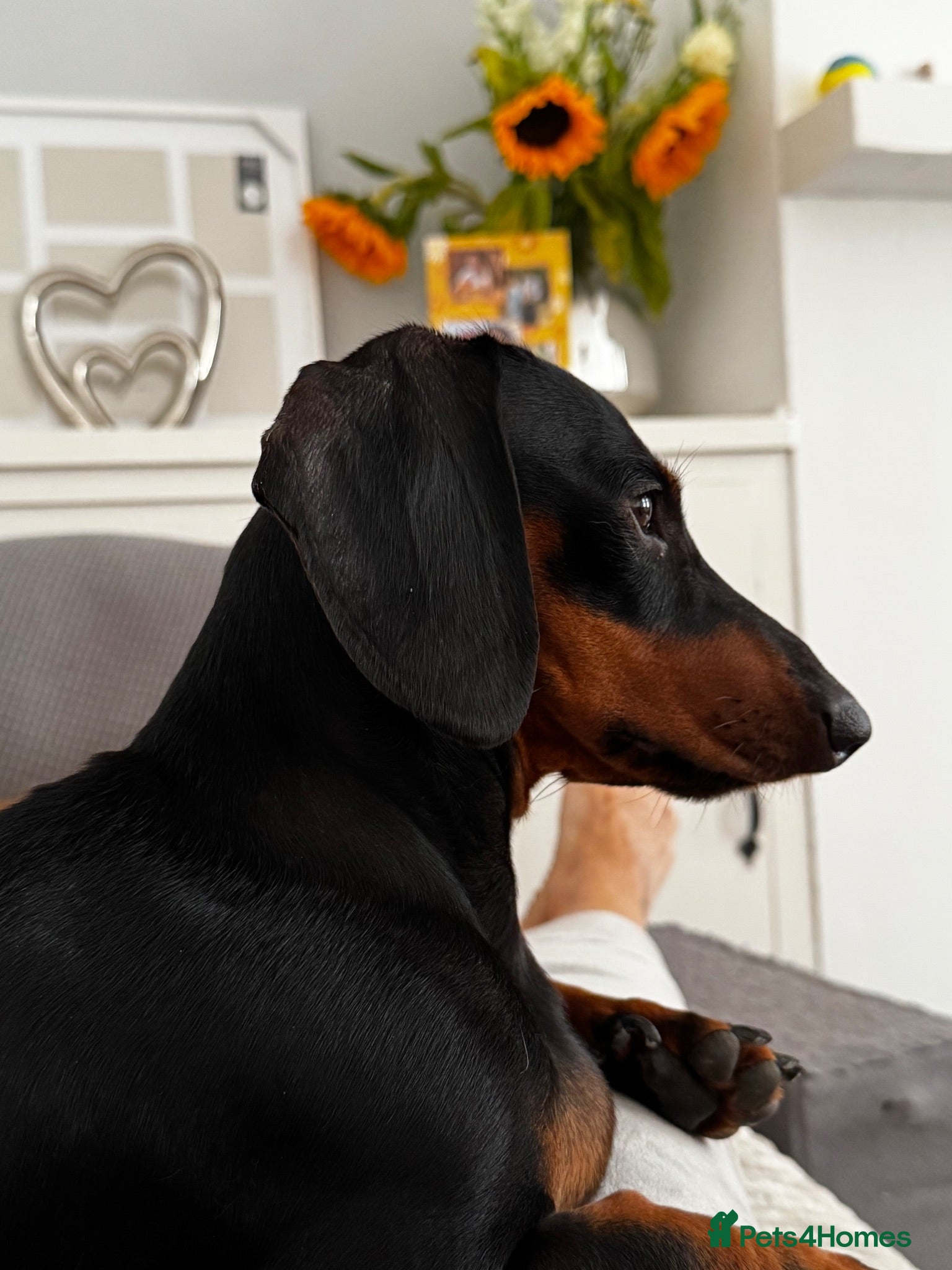 Miniature Dachshund dogs Stunning mini dachshund girl - Advert 2