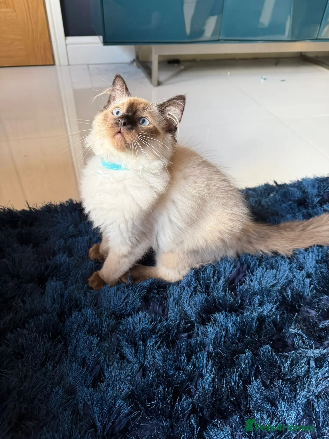 Ragdoll cats for sale: Stunning Ragdoll kittens  - Advert 41