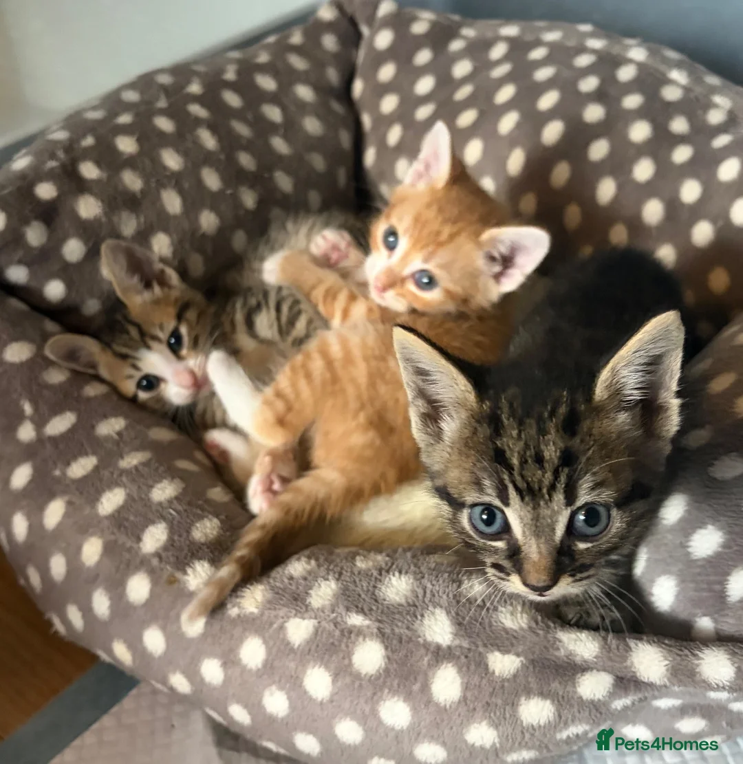 Mixed Breed cats for sale: 2 Ginger boys and 1 Tabby boy  - Advert 2