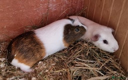 Guinea Pig rodents for sale: 2 bonded boy pairs for sale  - Image 3