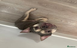 French Bulldog dogs for sale: French Bulldog Looking for a Loving Home – URGENT - Image 5