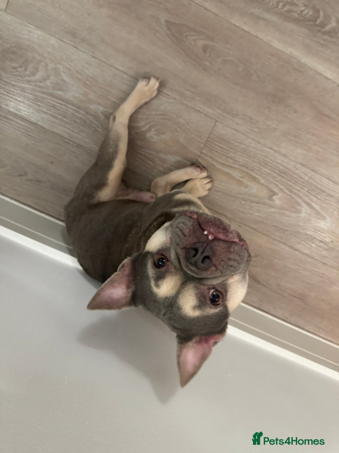 French Bulldog dogs for sale: French Bulldog Looking for a Loving Home – URGENT - Image 5