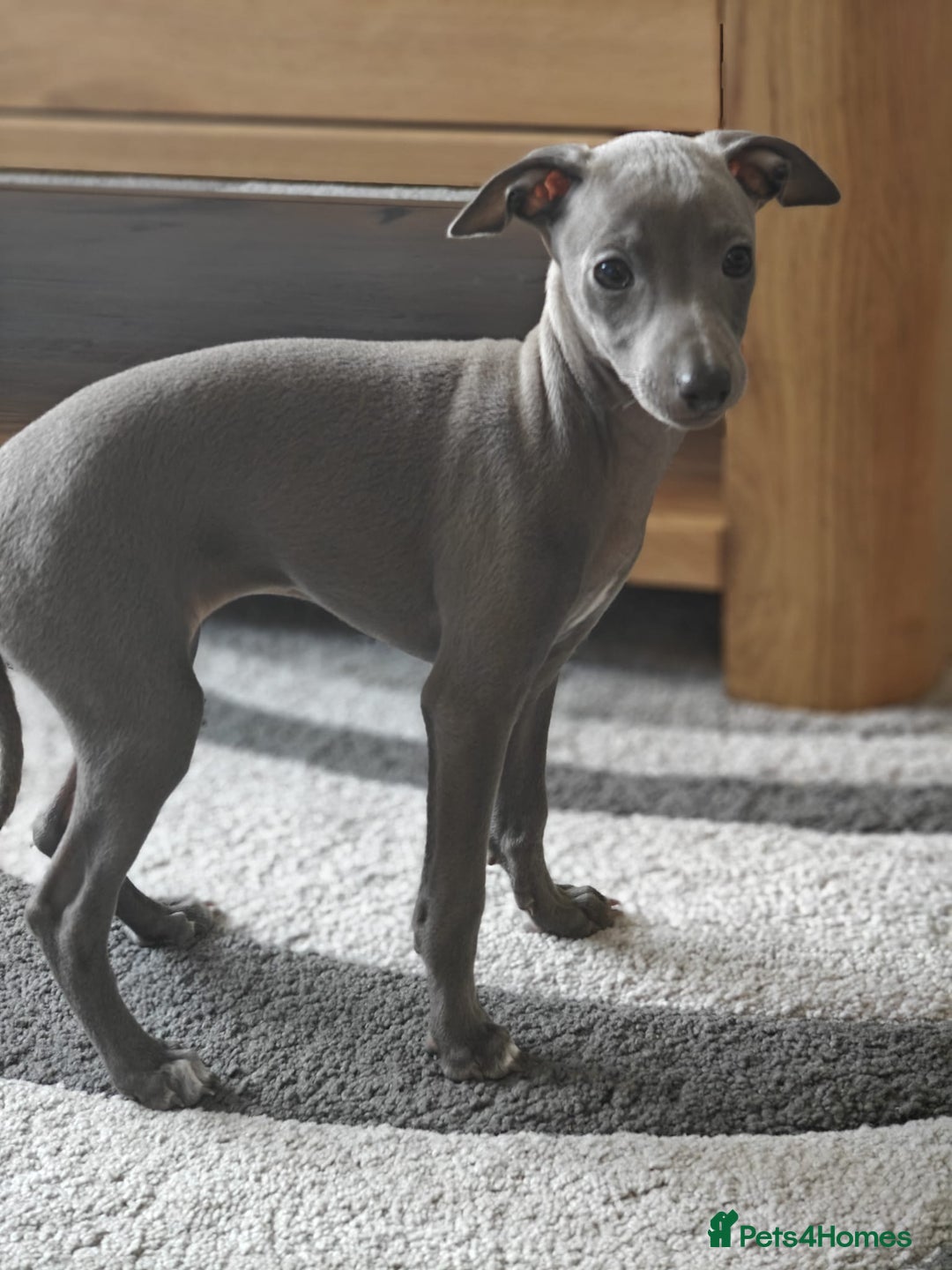 Italian Greyhound Mix Miniature Pinscher Grey Greyhound Mix