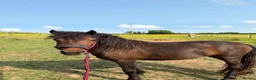 Dartmoor horses for sale: Perfect summer project in Wadebridge - Advert 3