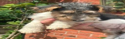 Fox Terrier dogs for sale: Wired Fox Terrier Boy pups  - Advert 3