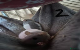 Rat rodents for sale: Rats & complete set up - Image 12