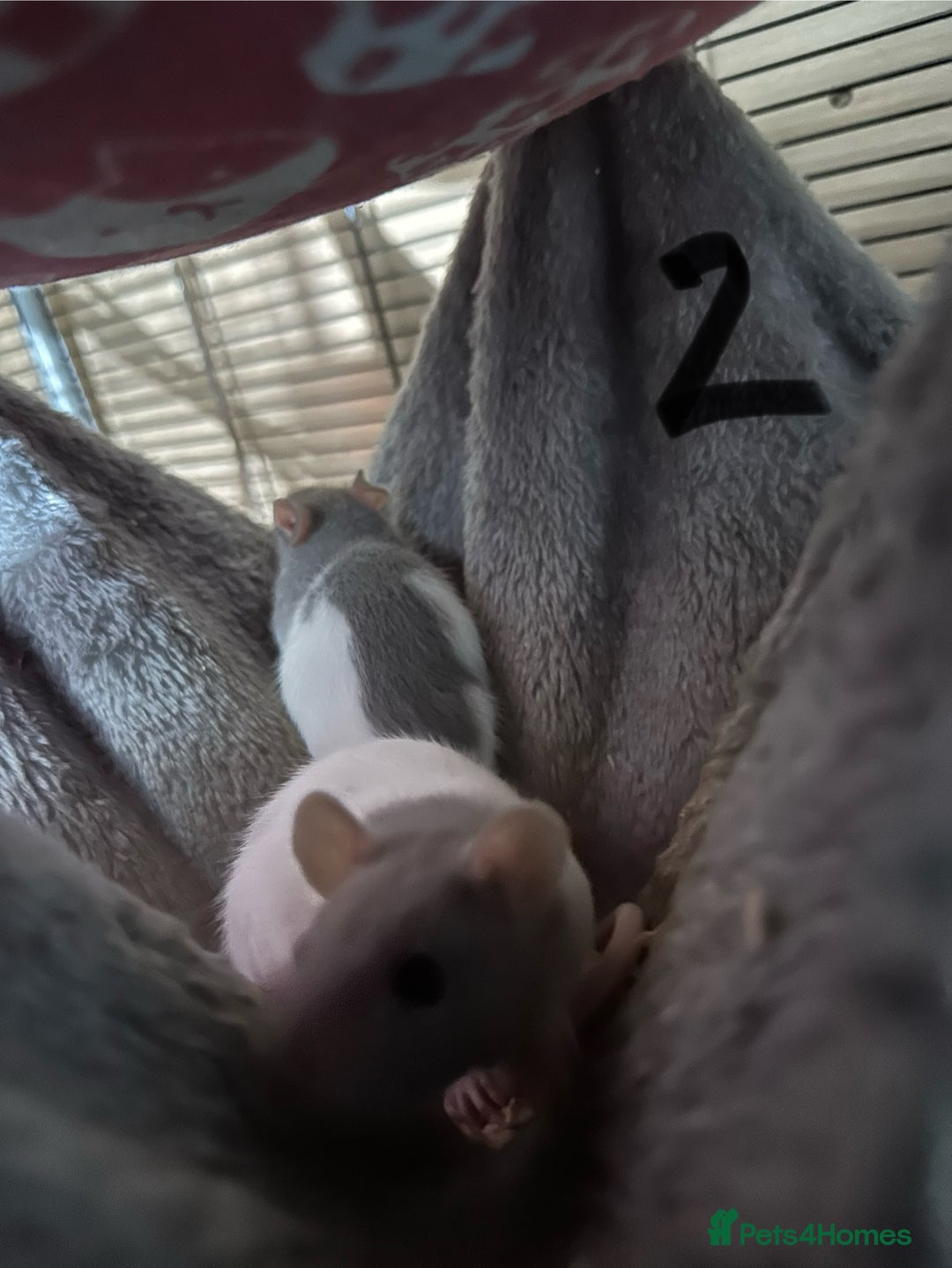 Rat rodents for sale: Rats & complete set up - Image 12