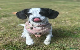 Mixed Breed dogs for sale: Mixed breed 1 year and 4 months old - Image 11