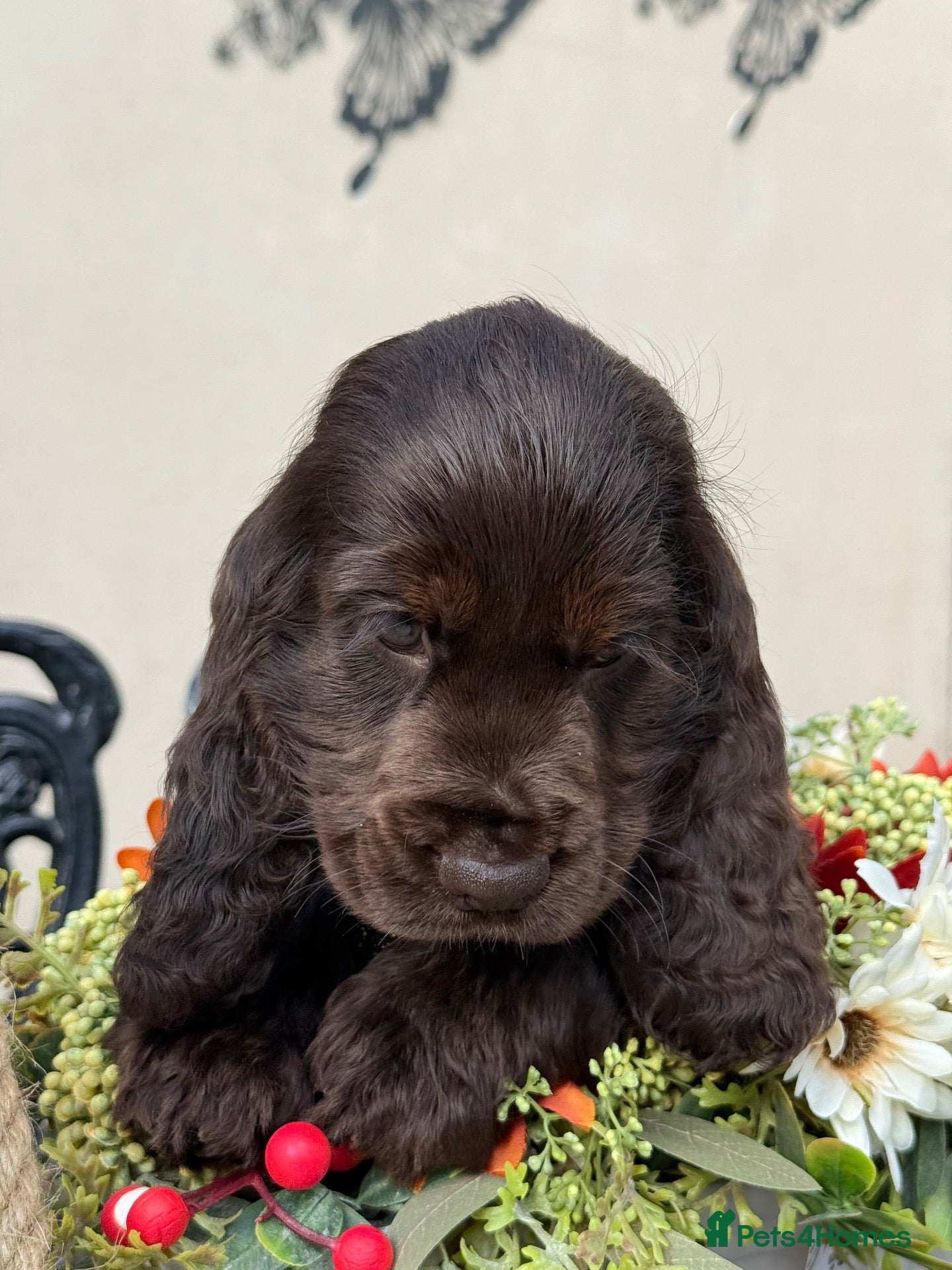 Cocker Spaniel dogs Show type cocker spaniels - Advert 2