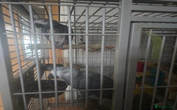 Parrots birds for sale: African grey  - Image 1