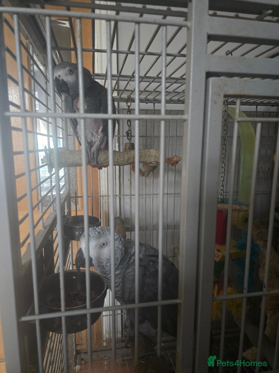 Parrots birds for sale: African grey  - Image 1
