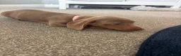 Dachshund dogs for sale: Isabella miniature dachshund  in Erith - Advert 12