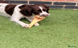 English Springer Spaniel dogs for stud: Springer spaniel Maccer for stud duties - Image 3