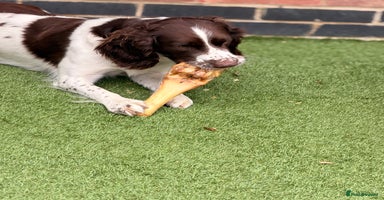 English Springer Spaniel dogs - Advert 13