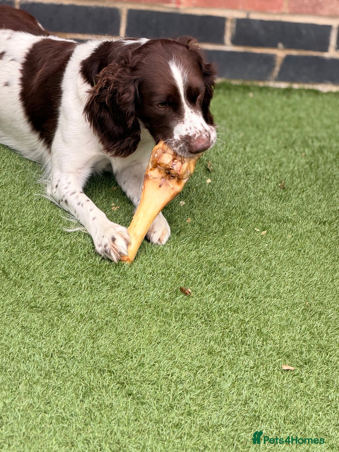 English Springer Spaniel dogs for stud: Springer spaniel Maccer for stud duties - Image 3