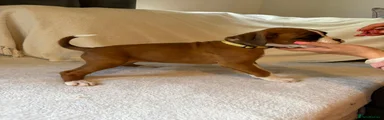 Boxer Puppy 5