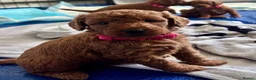 Labradoodle dogs for sale: Miniature labradoodles - Advert 5