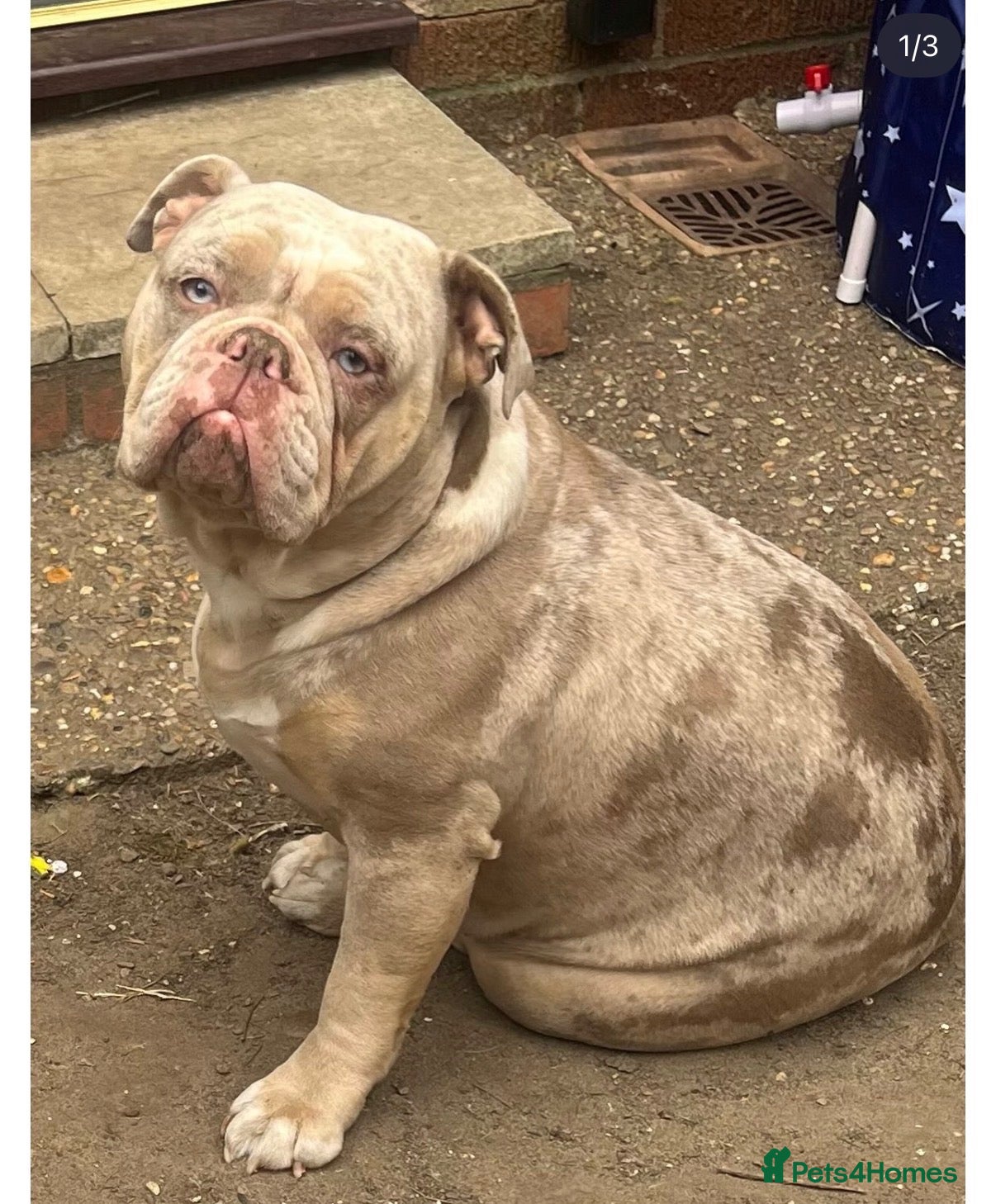 Olde English Bulldogge dogs FEMALE 2 MERLE OLDE ENGLISH BULLDOGGE - Advert 2