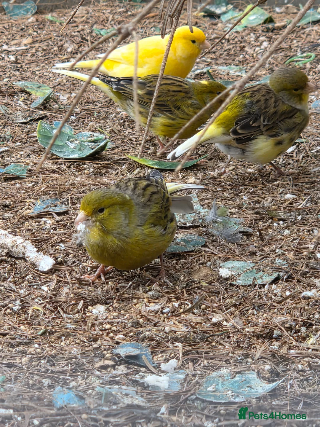 Canaries birds for sale: Stunning Canaries For Sale - Advert 8