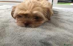 Mixed Breed dogs for sale: ADORABLE LITTER OF SHIH TZU/CHIHUAHUAS - Image 5