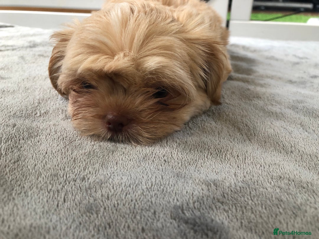 Mixed Breed dogs for sale: ADORABLE LITTER OF SHIH TZU/CHIHUAHUAS - Image 5