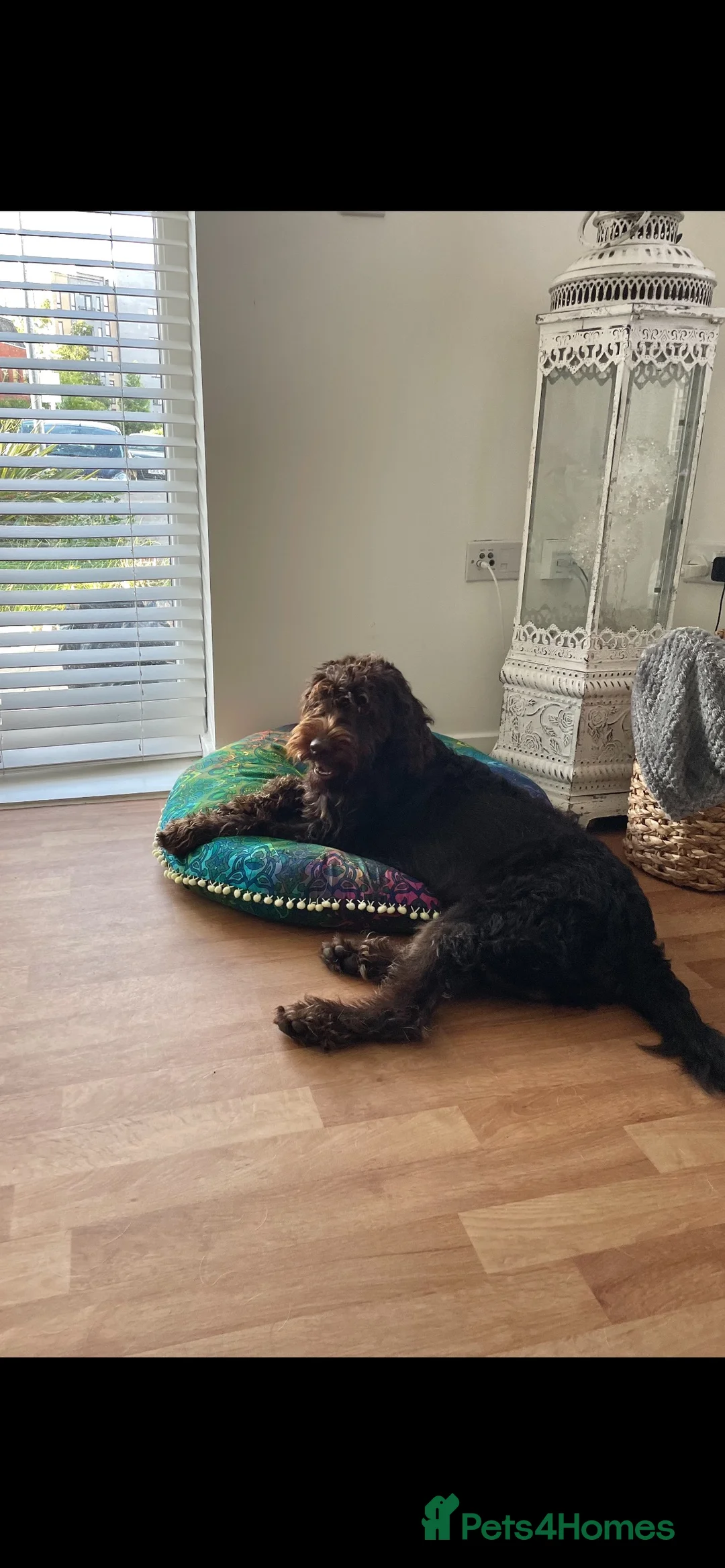 Labradoodle dogs for stud: F1 Labradoodle Stud - Proven in Maidstone - Advert 13