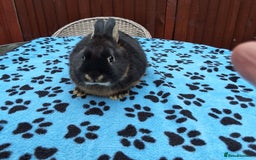 Netherland Dwarf rabbits for sale: 2 male bucks ready for forever homes - Image 17