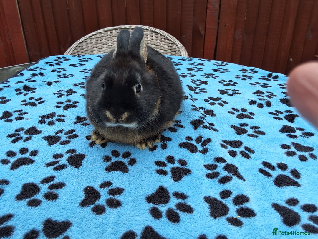 Netherland Dwarf rabbits for sale: 2 male bucks ready for forever homes - Image 17