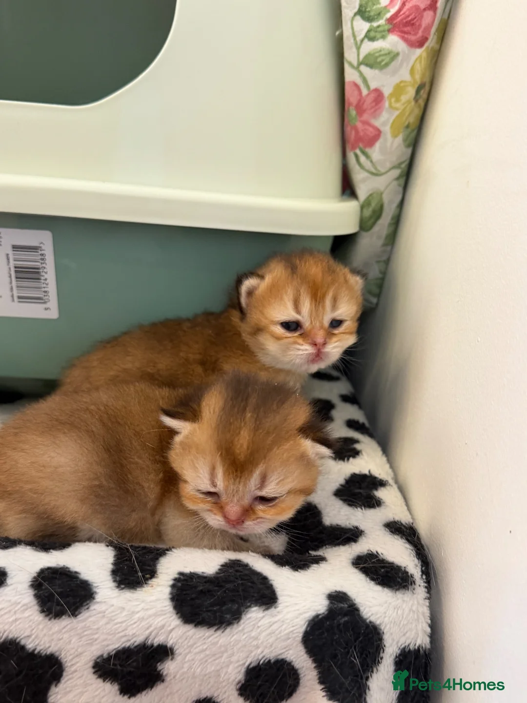 British Longhair cats for sale: BRITISH LONG HAIR NY12 GOLDEN SHADED & WHITE - Advert 1