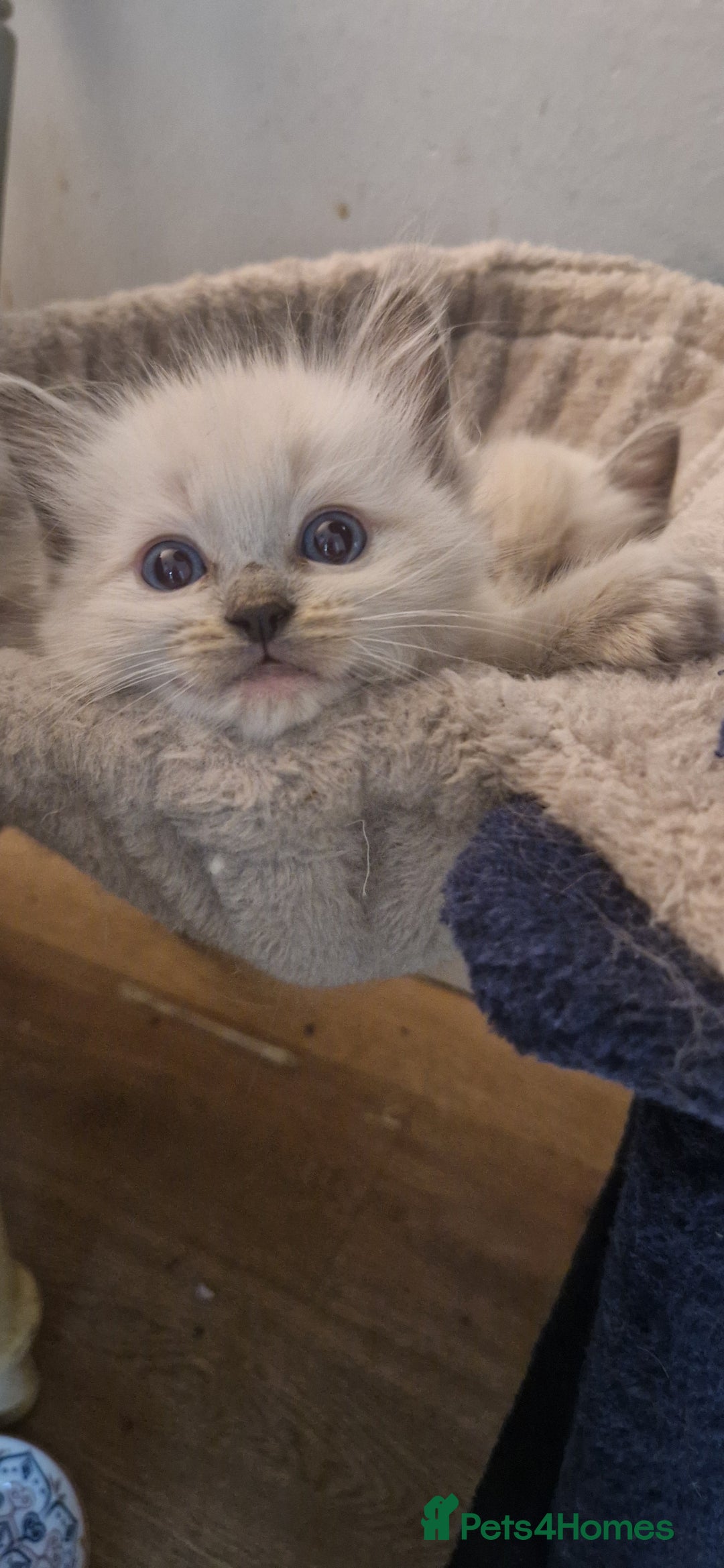 Ragdoll cats for sale: Gorgeous Ragdoll Kittens  - Image 23