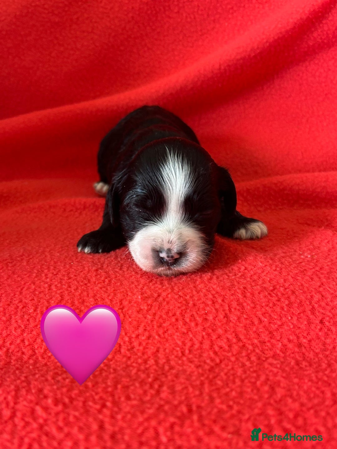 Havanese dogs for sale: 🐾 9 Havanese Puppies for Their Forever Homes 🐾 - Image 9