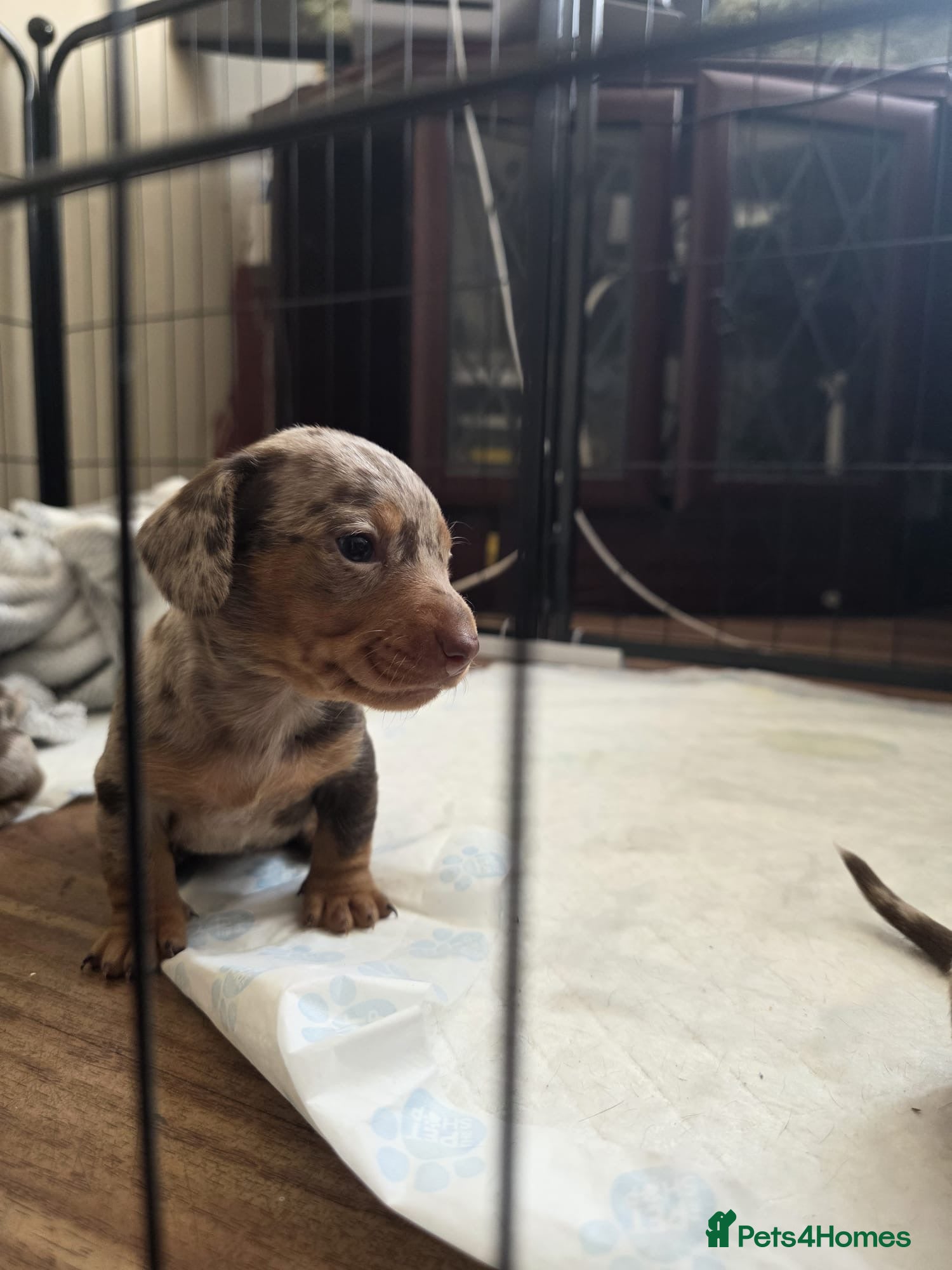 Miniature Dachshund dogs Miniature daschund - Advert 10