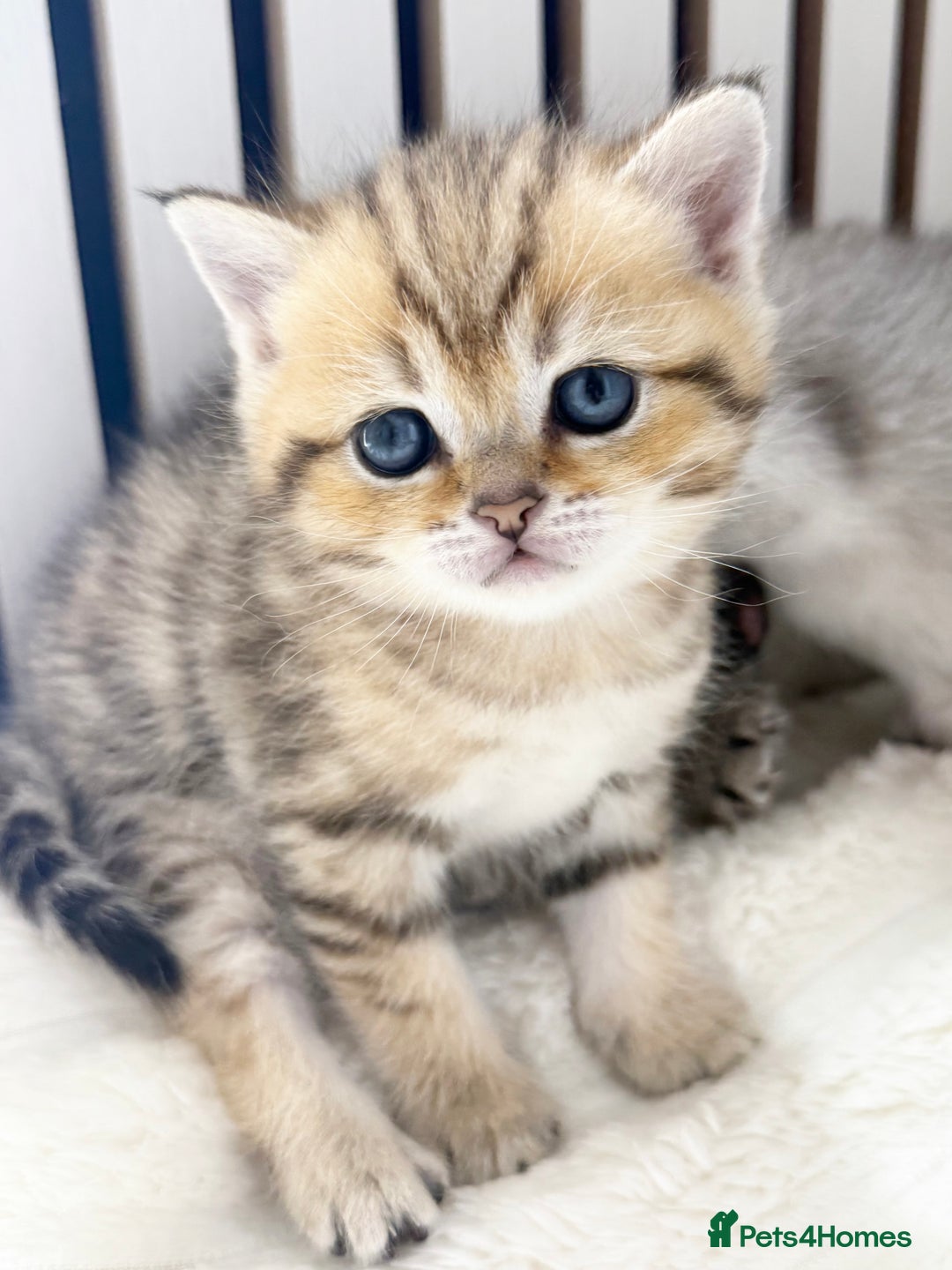 Scottish Fold cats for sale: The last Scottish Kitten ready for a loving home - Image 22