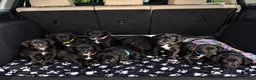 Mixed Breed dogs for sale: 3 boys left Gorgeous Staffador Puppies for Sale  - Advert 1