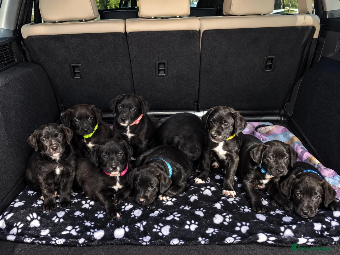 Mixed Breed dogs for sale: 3 boys left Gorgeous Staffador Puppies for Sale  - Advert 1