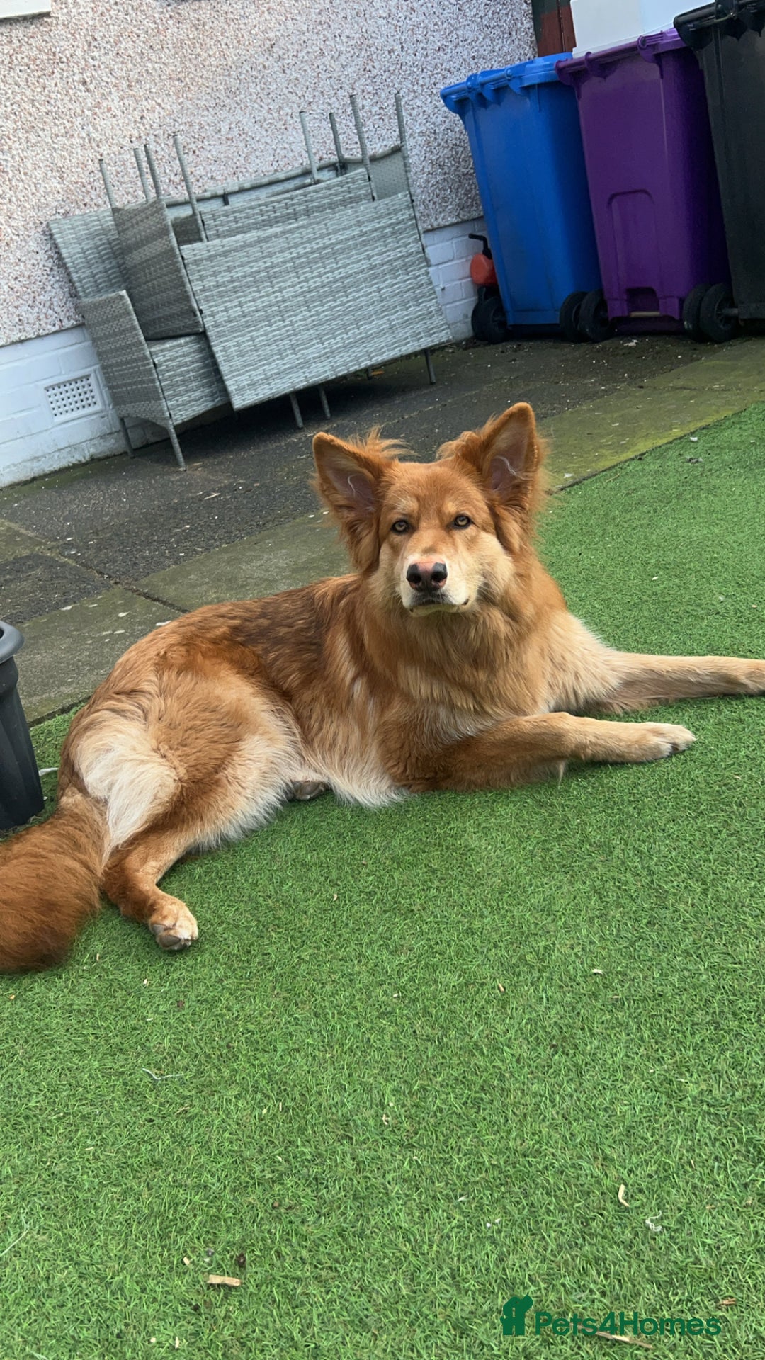 German Shepherd dogs for sale: Male German shepherd  - Image 1