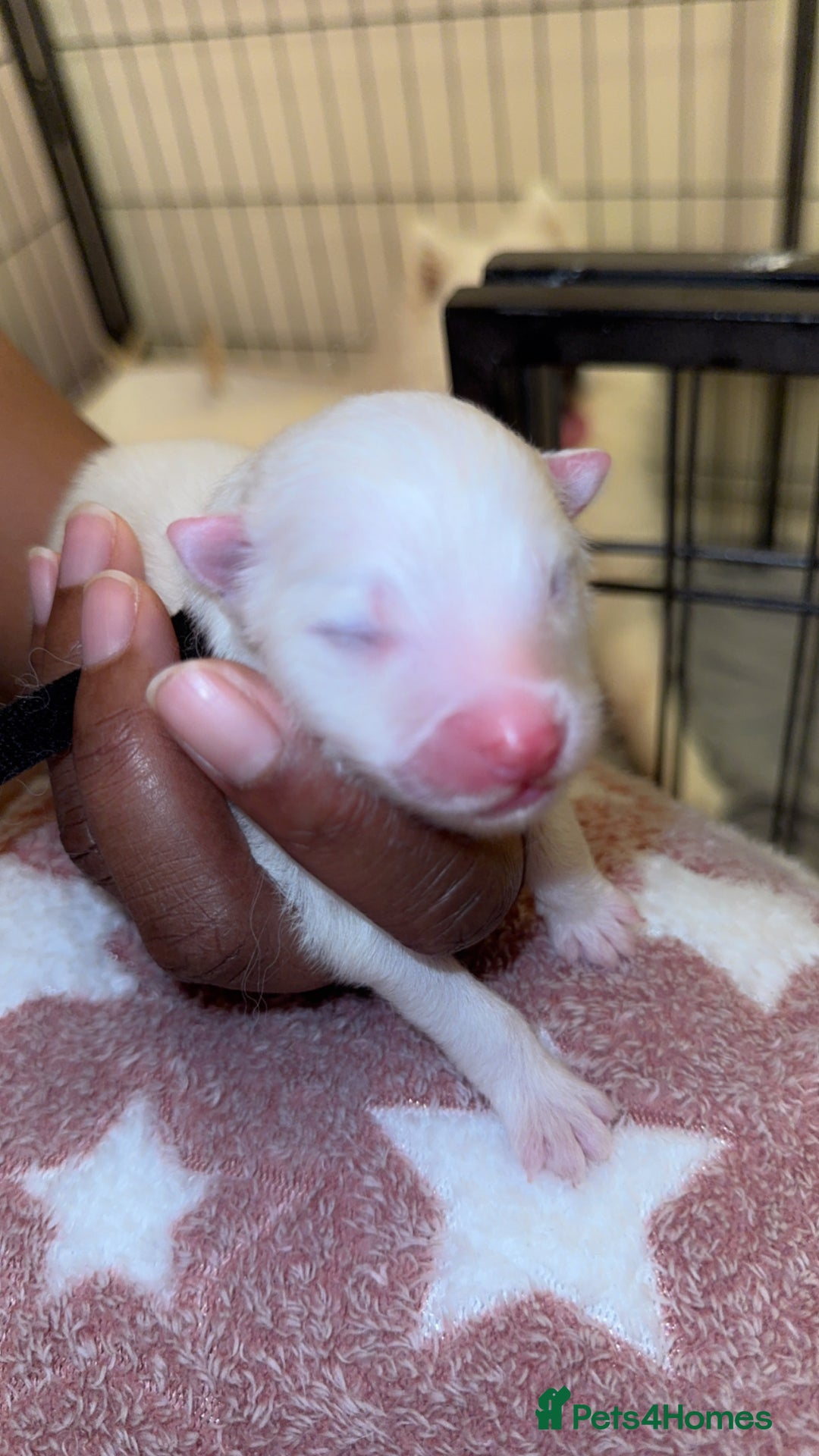 Samoyed dogs for sale: Pedigree pure breed Sammy Smilers 😊 - Advert 6