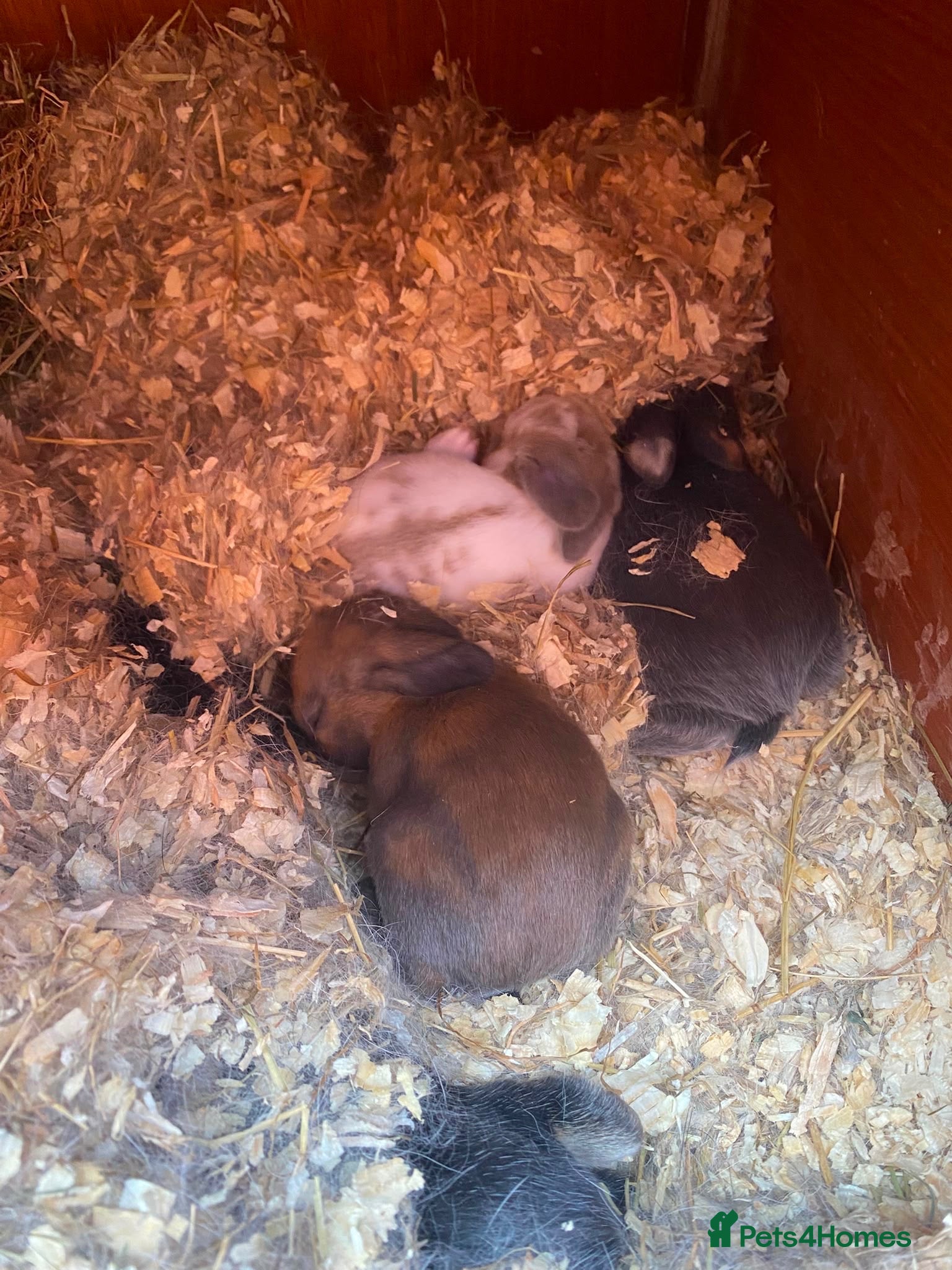 Mixed Breed rabbits ✨🐇Cute Mixed Breed Baby Bunnies Available😍🐇 - Advert 1