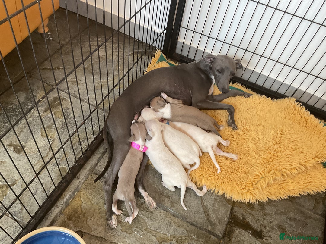 Italian Greyhound dogs for sale: Gorgeous Italian greyhound puppies  - Image 13