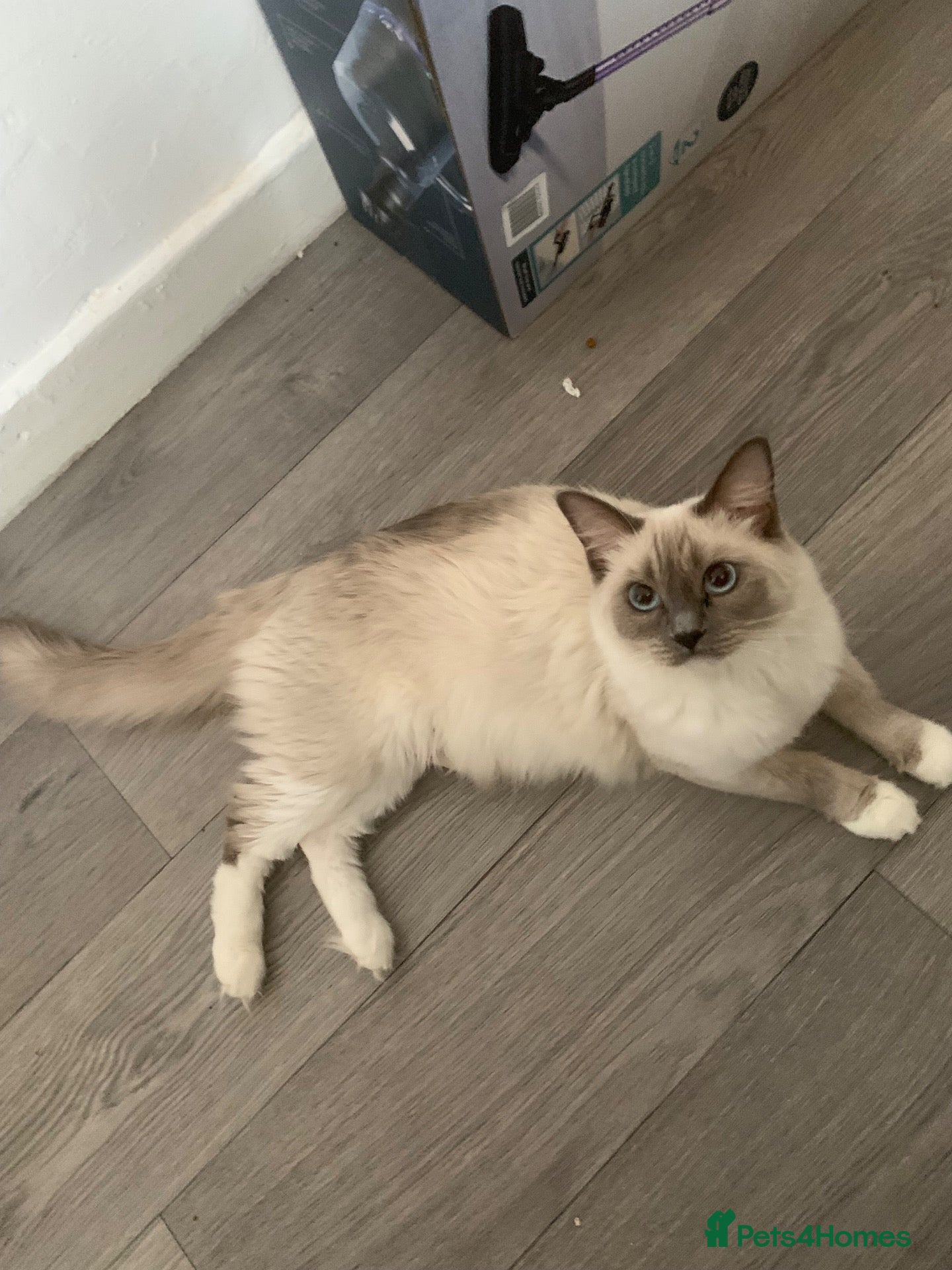 Ragdoll cats for sale: Ragdoll kitten  - Advert 1