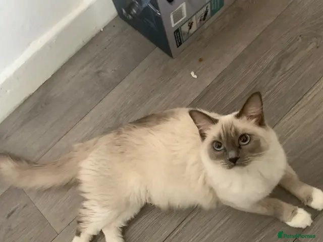 Ragdoll cats for sale: Ragdoll kitten - Advert 1