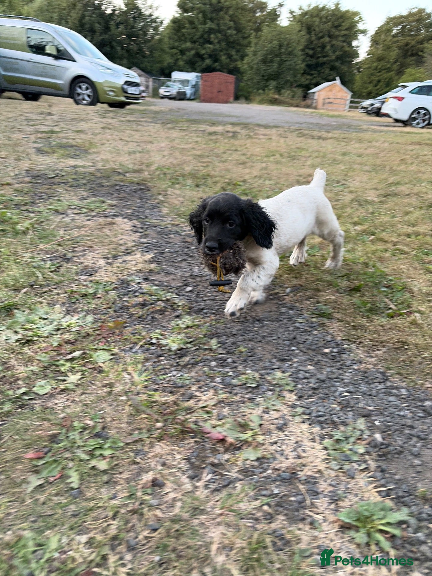 English Springer Spaniel dogs KC Registered Springer Spaniel Pup 4 Month Old - Advert 1