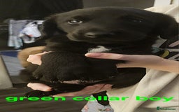 Labrador Retriever dogs for sale: Chunky pups ready now - Advert 14