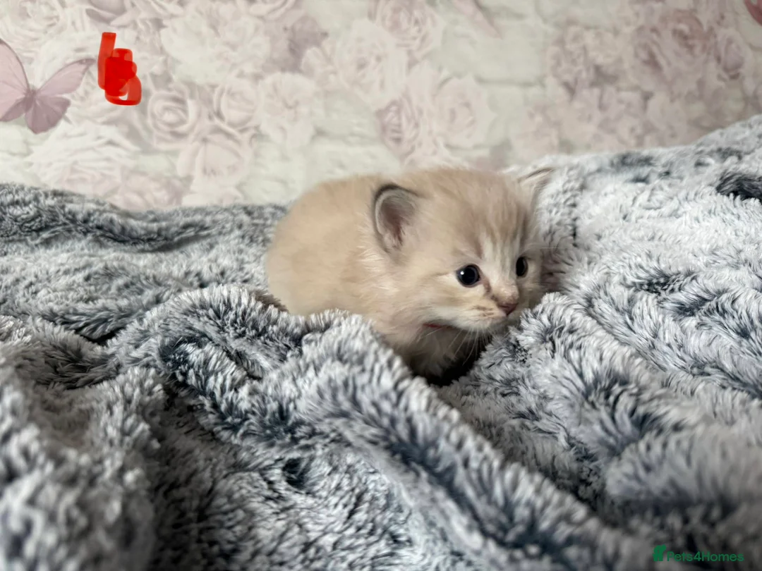 Ragdoll cats for sale: 🌟RAGDOLL KITTENS 🌟 - Advert 10