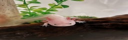 Axolotl reptiles for sale: AJ the Axolotl  - Advert 3