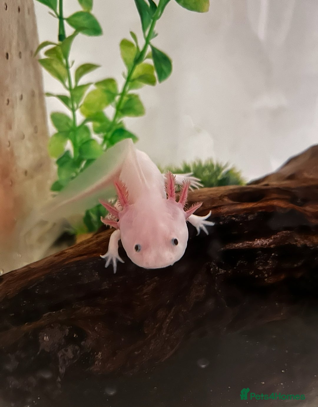 Axolotl reptiles for sale: AJ the Axolotl  - Advert 3