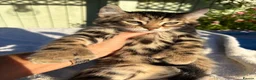Keetso cats for sale: Superb polydactyl curled eared Keetso kittens.  - Advert 7